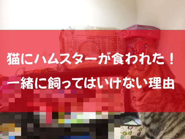 猫にハムスターが食われた!一緒に飼ってはいけない理由 - %E7%8C%AB%E3%81%AB%E3%83%8F%E3%83%A0%E3%82%B9%E3%82%BF%E3%83%BC%E3%81%8C%E9%A3%9F%E3%82%8F%E3%82%8C%E3%81%9F%EF%BC%81